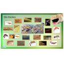 Geckos "Planet WOW", 20er Display sortiert